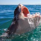 Gansbaai - South Africa<br />photo credit: shark bookings.com
