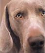William Wegman Polaroids<br />photo credit: amazon.com